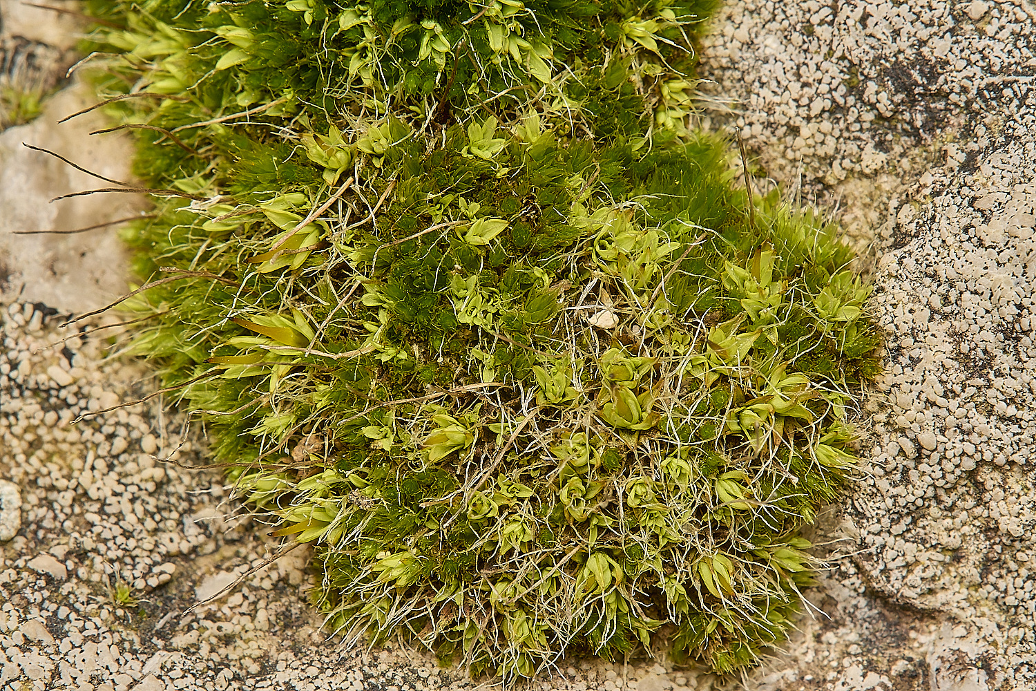 PiggledeneTortula271124-1