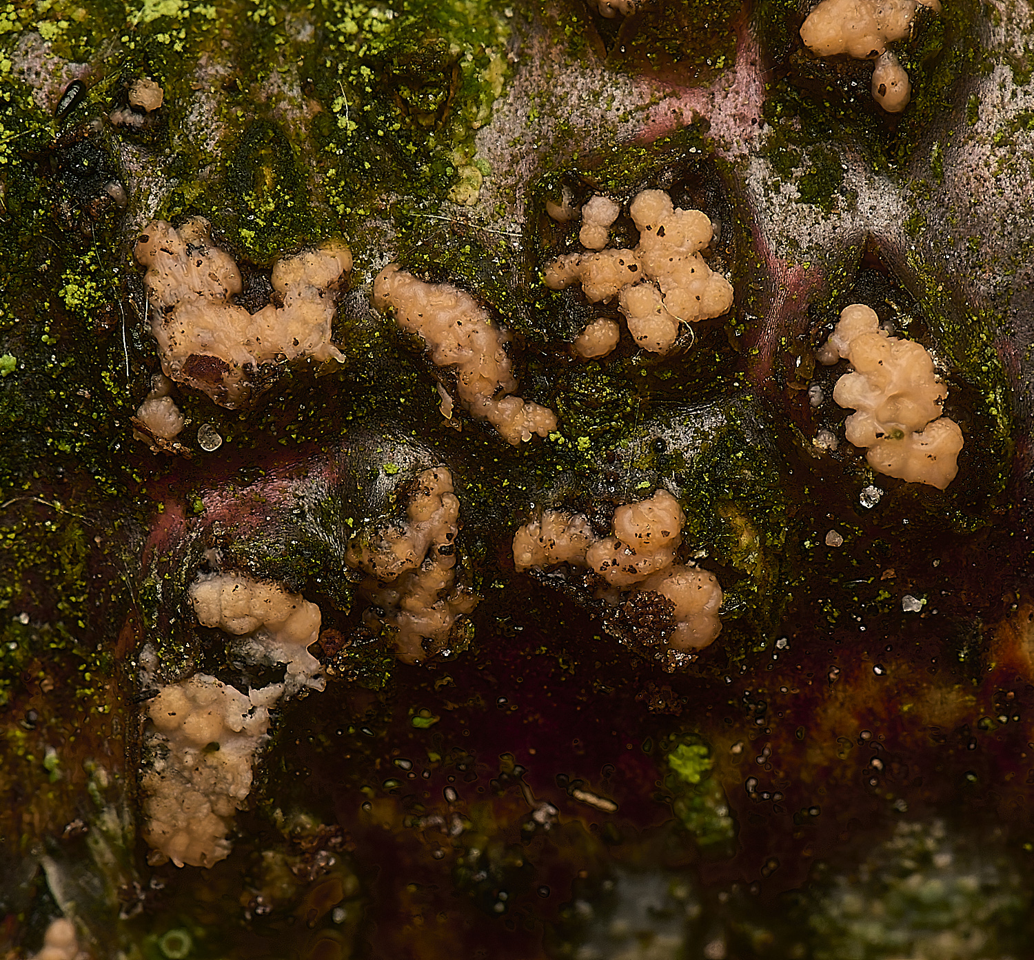 PostwickDialonectria magnusiana291224-3