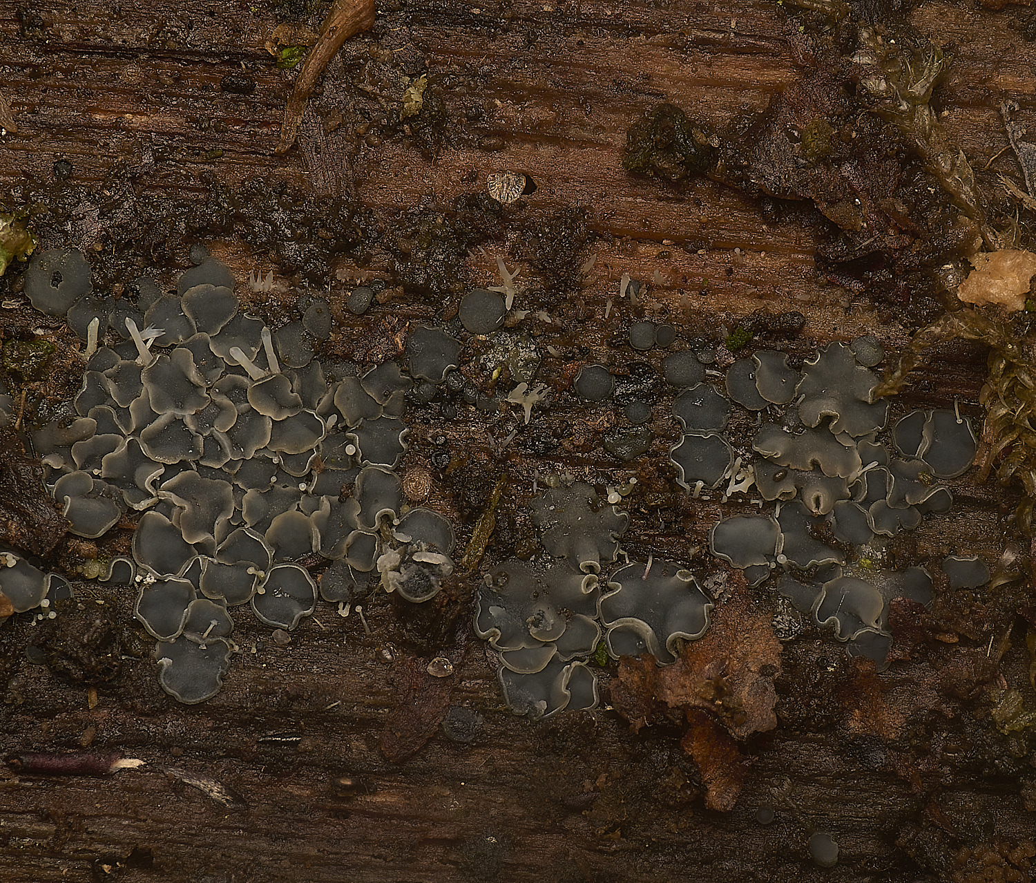 PostwickMollisiaSP291224-2