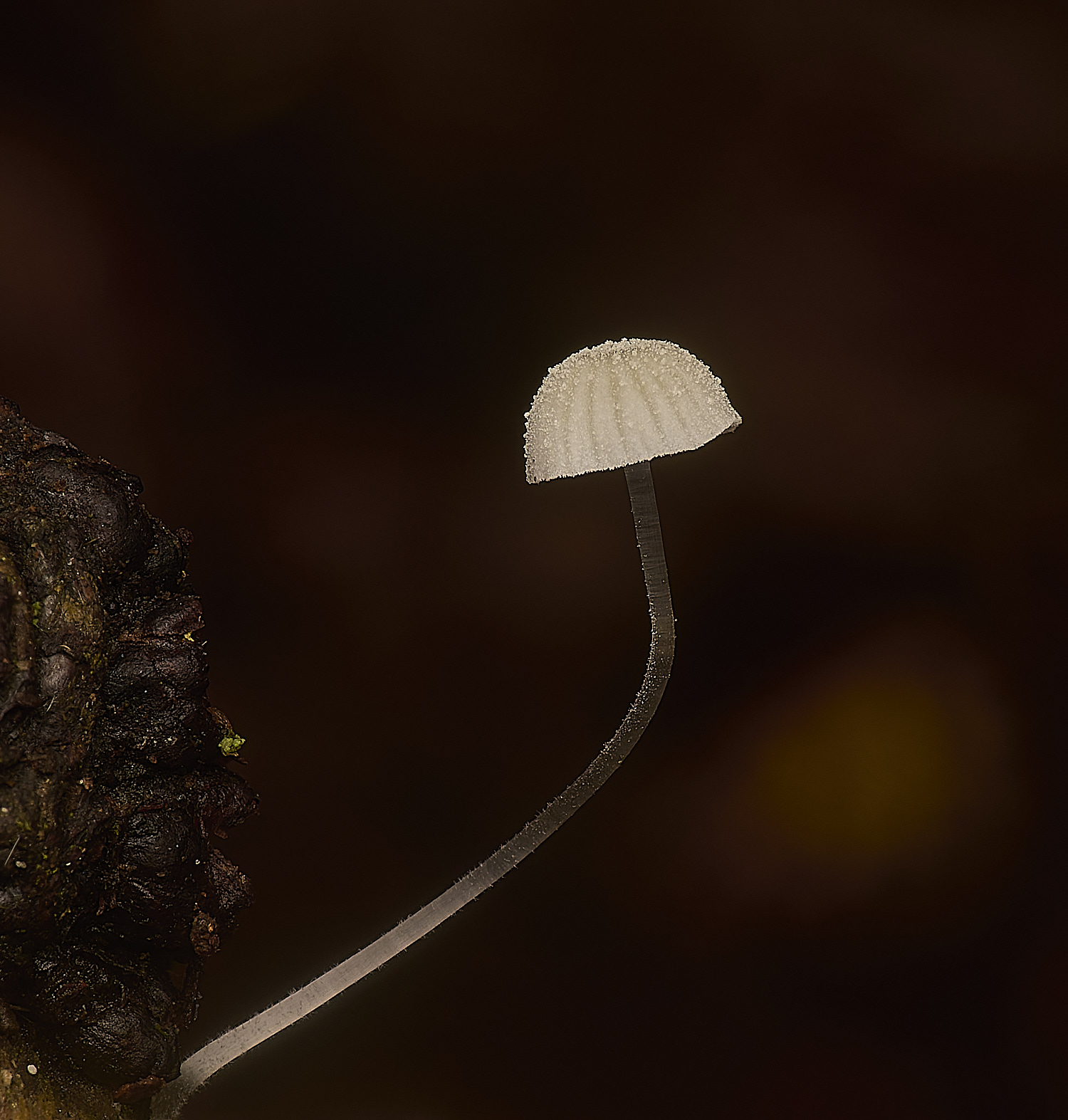 PostwickMtenerrima291224-6