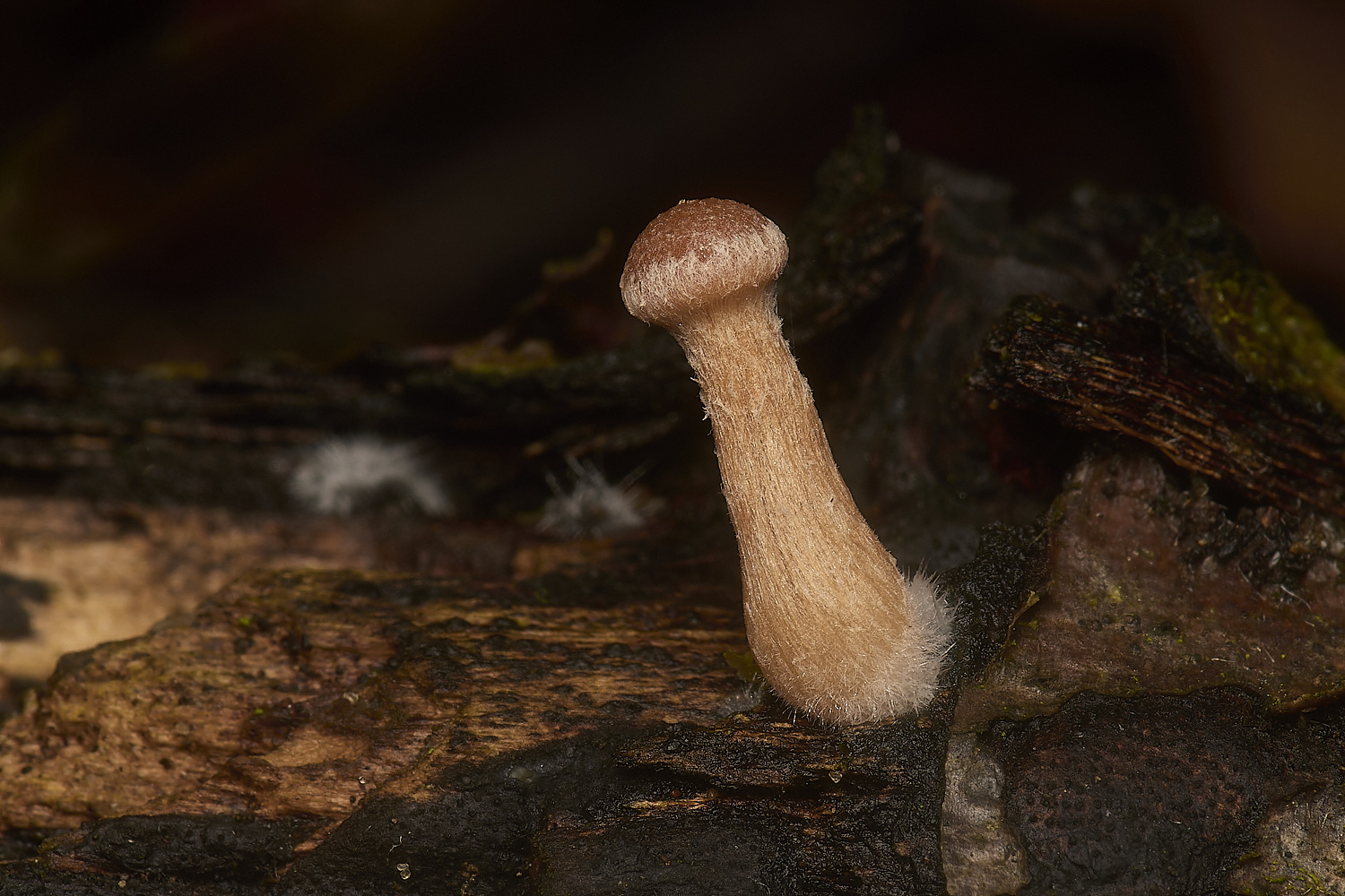 PostwickScurfyTwiglet291224-3