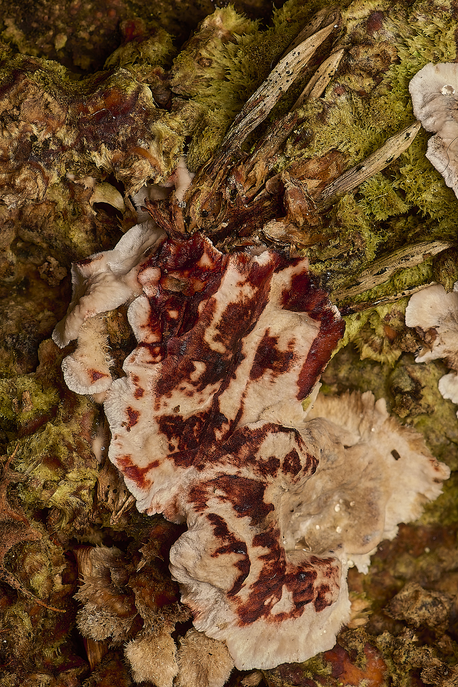 SporleWoodBleedingConiferCrust021124-2