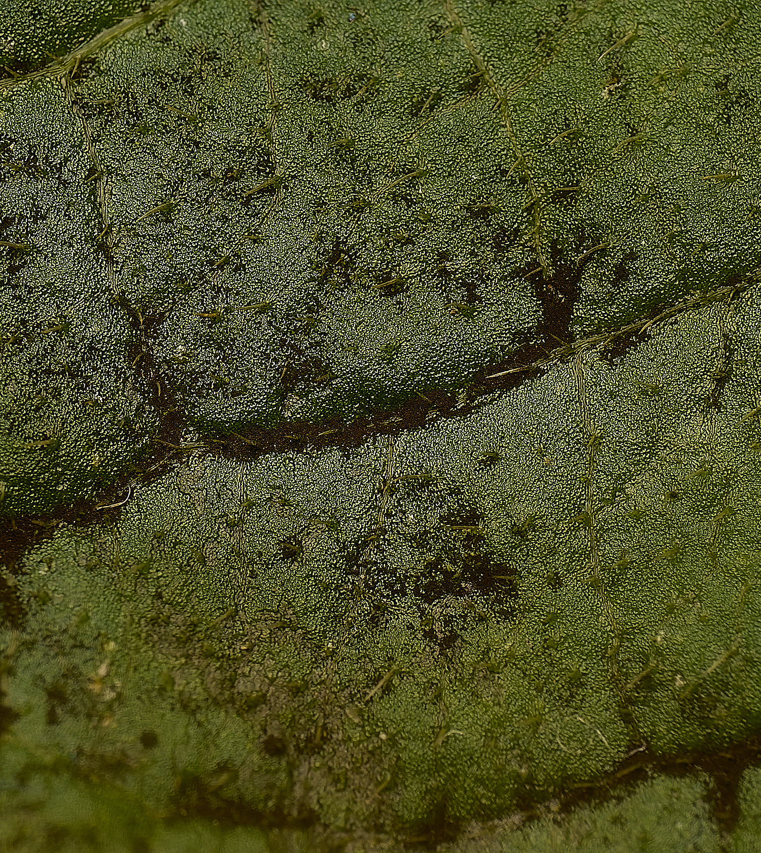 SporleWoodDog'sMercury021124-1