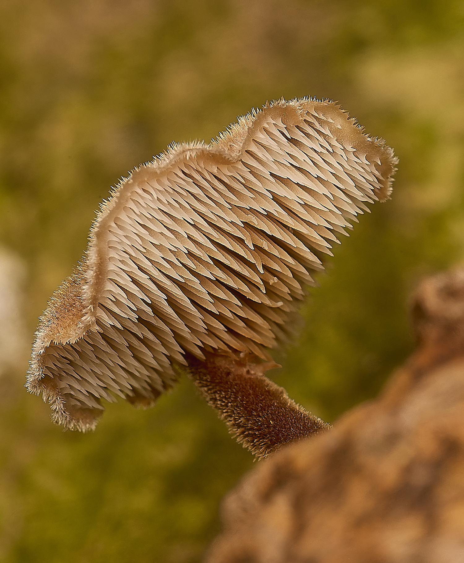 SporleWoodEarpick021124-4