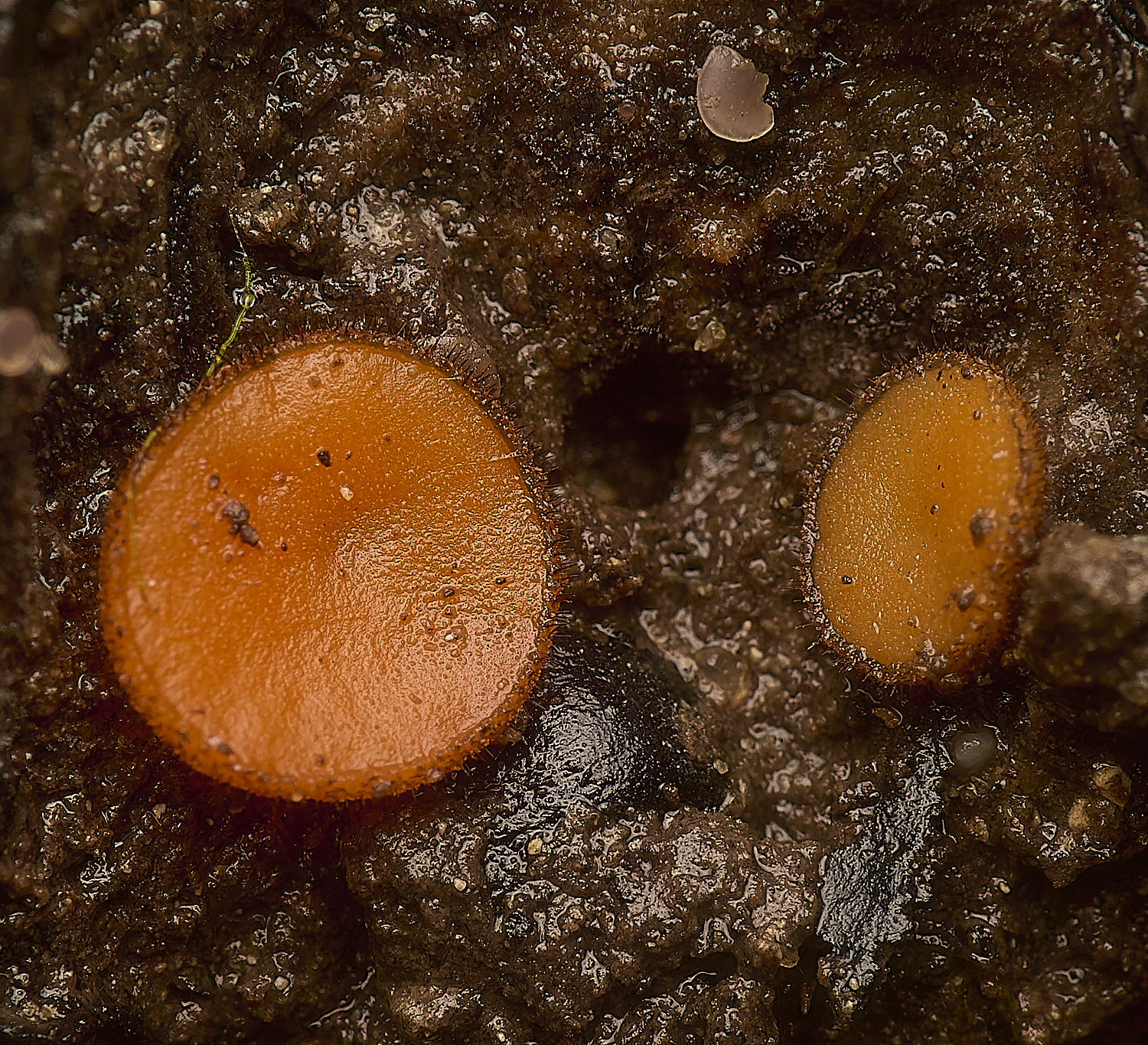 SporleWoodEyelash021124-1