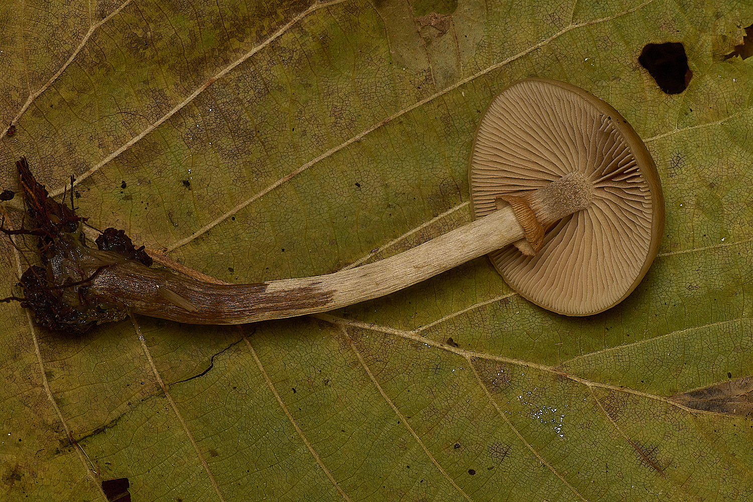 SporleWoodFuneralBell021124-4