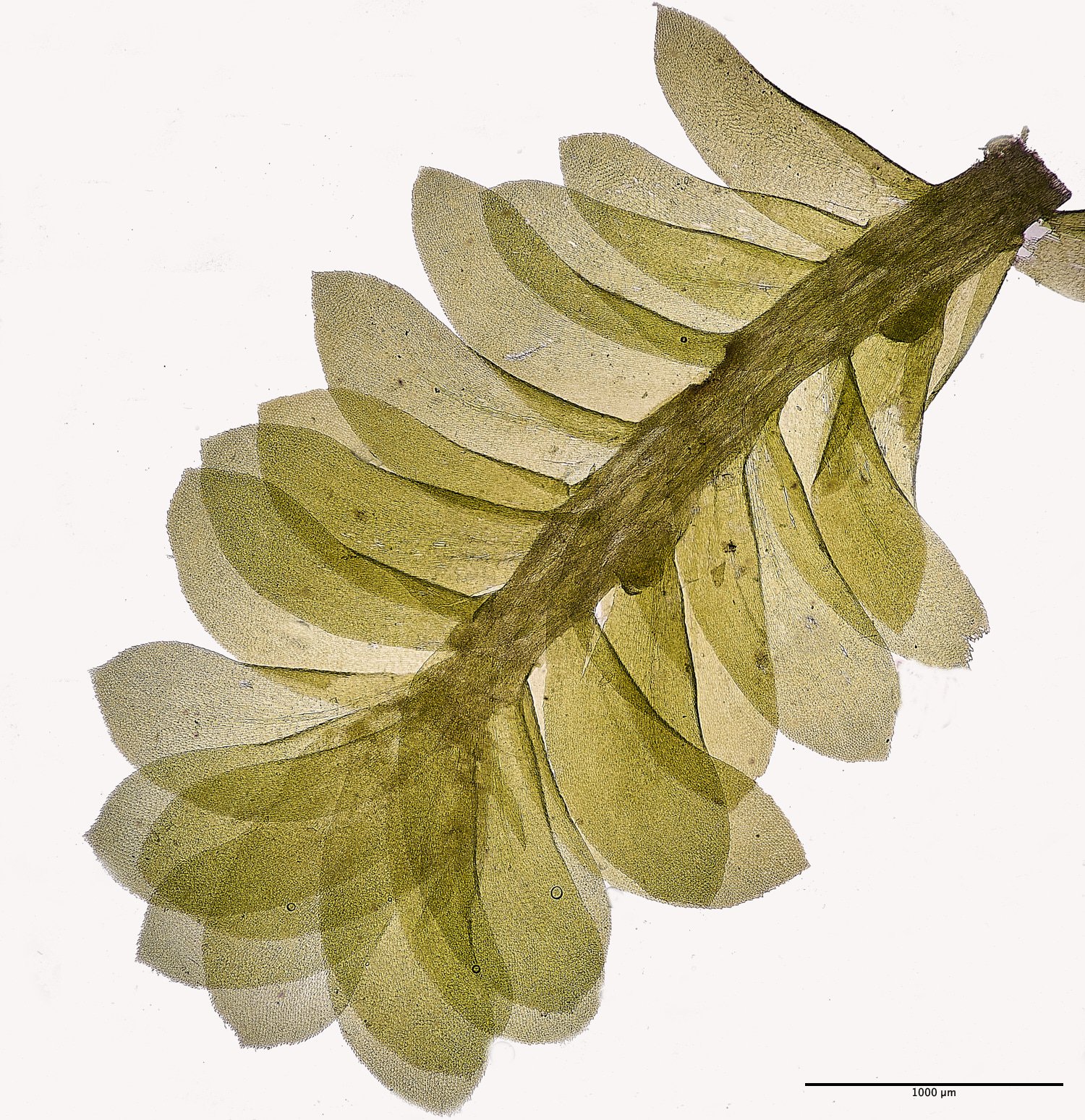 SporleWoodHtrichomanoides021124-3M