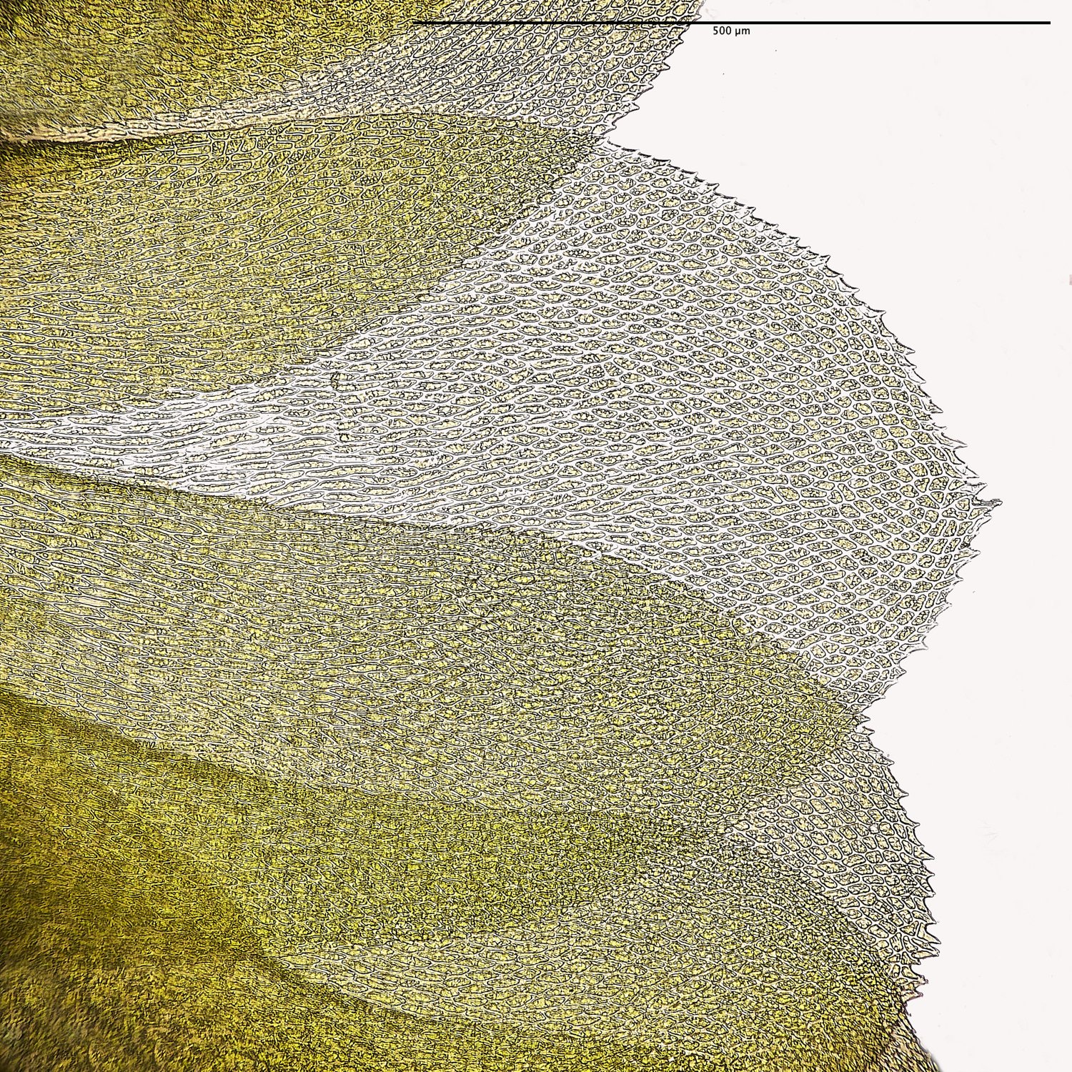SporleWoodHtrichomanoides021124-4M