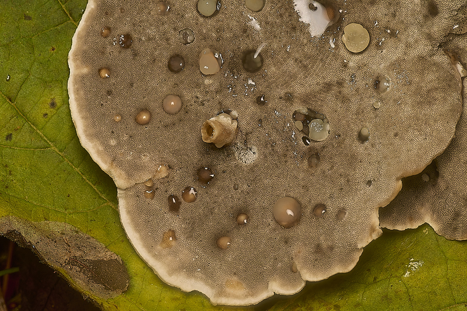 SporleWoodUnknown3021124-1