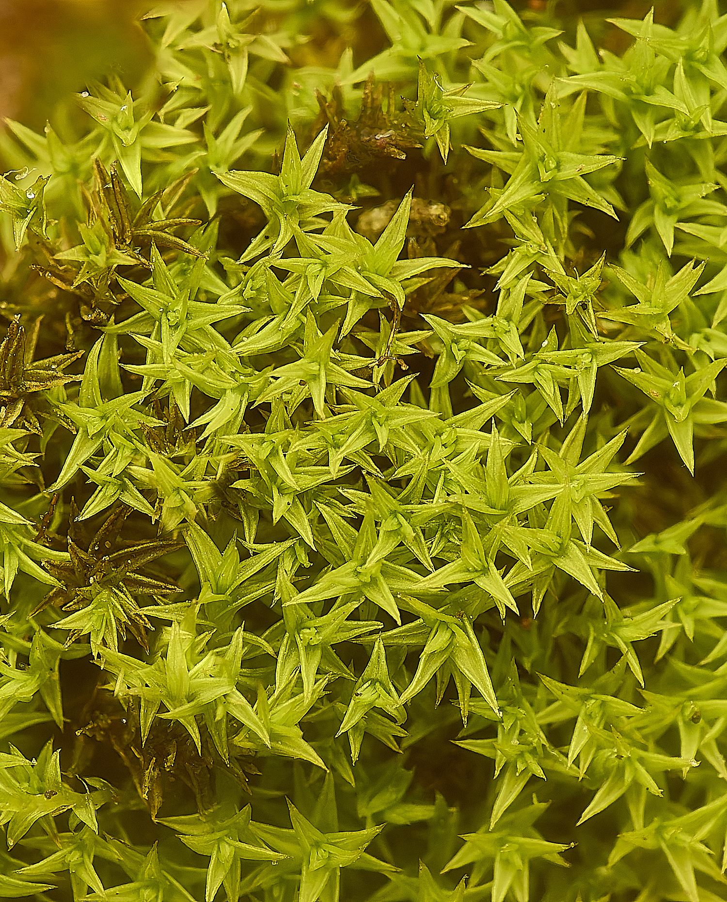 SweetBriarMarshphornschuchianum171124-1 1