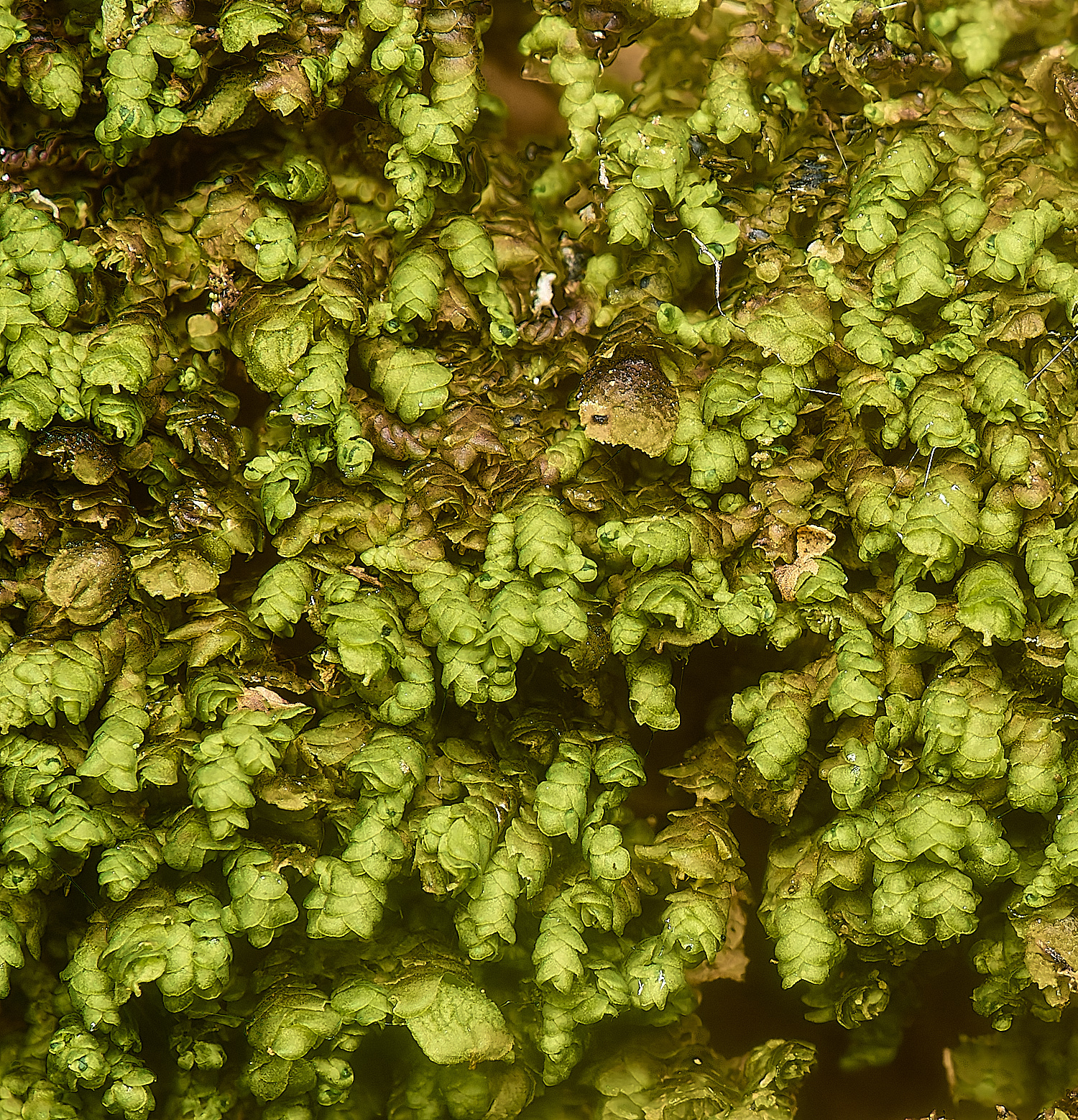 TideswellDaleUnknown2131124-3 1