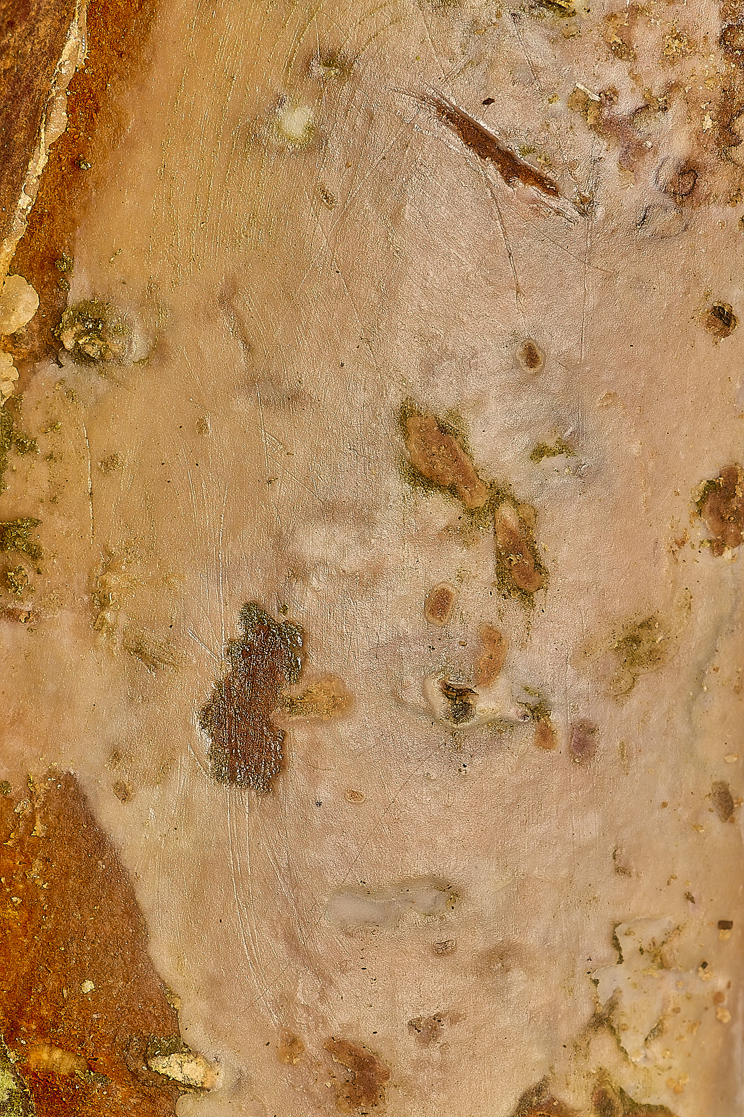 WestAcreAlderWaxycrust141224-2