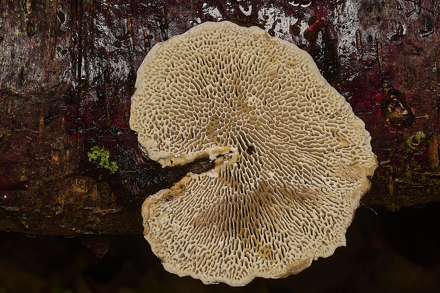 WestAcreBlushingBracket141224-2