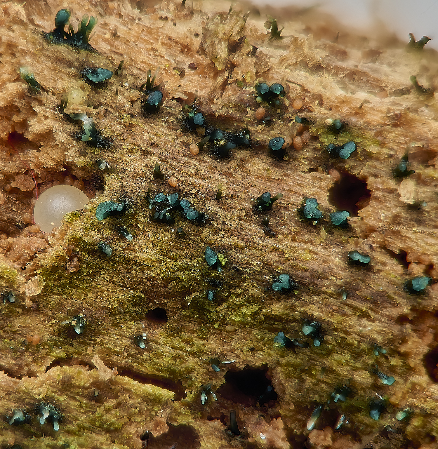 WestAcreGreen141224-5