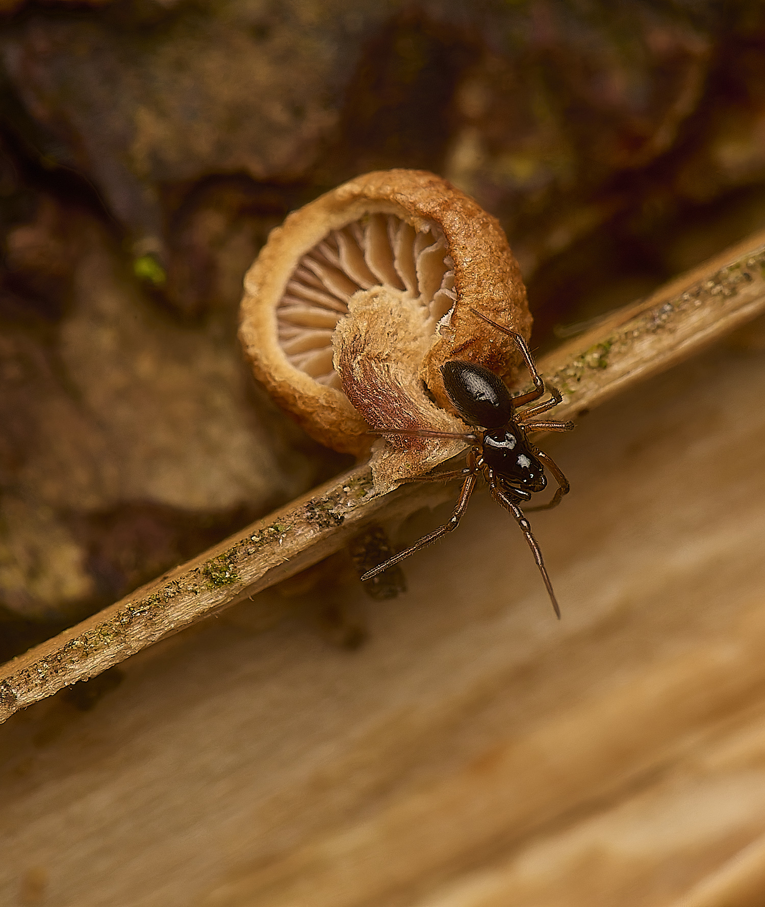 WestAcreSpiderSp141224-1